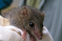 Lạ đời loài thú độc dị, giao phối suốt 10 tiếng rồi lăn đùng ra chết