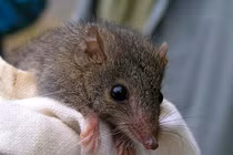 Lạ đời loài thú độc dị, giao phối suốt 10 tiếng rồi lăn đùng ra chết