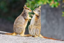 Sốc nặng khi thấy động vật quý hiếm lang thang trong vườn nhà