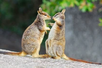 Sốc nặng khi thấy động vật quý hiếm lang thang trong vườn nhà