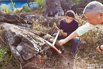 Đào trúng khúc gỗ quý 650 tỷ, công nhân đổi đời trong nháy mắt 