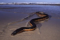 Giật mình loài rắn cực độc xuất hiện sau bão, chuyên gia cảnh báo sao?