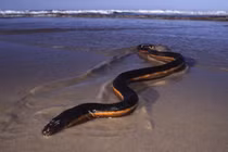 Giật mình loài rắn cực độc xuất hiện sau bão, chuyên gia cảnh báo sao?