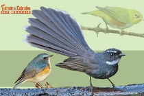 [INFOGRAPHIC]: 8 loài chim quý hiếm mới phát hiện ở Pù Huống