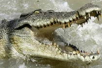 Giật mình loài ‘thủy quái’ bí ẩn từng xuất hiện tại Việt Nam