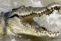 Giật mình loài ‘thủy quái’ bí ẩn từng xuất hiện tại Việt Nam