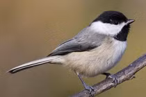 Loài chim máu lạnh nhất hành tinh, "nghiện" ăn não con mồi