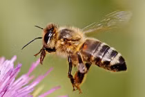 Top động vật sở hữu 'siêu năng lực' khiến con người ngả mũ thán phục 