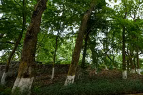 Tận mục loài cây gỗ là 'vàng lộ thiên' hiện diện trên núi ở Hà Nội