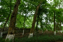 Tận mục loài cây gỗ là 'vàng lộ thiên' hiện diện trên núi ở Hà Nội