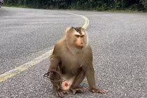 Khỉ đuôi lợn mắc bẫy trên núi Sơn Trà: Loài "quý như vàng"! 