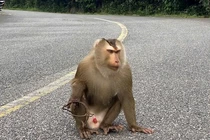 Khỉ đuôi lợn mắc bẫy trên núi Sơn Trà: Loài "quý như vàng"! 