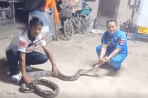 Thấy "quái thú' làm chuyện động trời trong nhà, dân lập tức gọi chuyên gia 