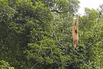 Tận mục loài vượn hiếm thứ 2 thế giới xuất hiện tại Việt Nam