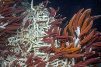 'Thế giới ngầm' bất ngờ lộ diện dưới biển, chuyên gia lập tức cảnh báo 