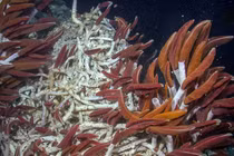 'Thế giới ngầm' bất ngờ lộ diện dưới biển, chuyên gia lập tức cảnh báo 