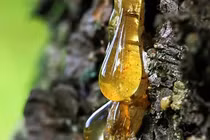 Nhựa cây hóa thạch hàng triệu năm: 'Báu vật' được săn lùng