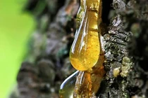 Nhựa cây hóa thạch hàng triệu năm: 'Báu vật' được săn lùng