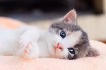 Vận mệnh xoay chiều, 3 tuổi cuối năm vượng phát, đón Tết ấm no