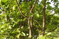 Loài cây hiếm nhất hành tinh, được bảo vệ nghiêm ngặt 24/24