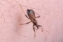 Top 8 động vật nguy hiểm nhất hành tinh, Việt Nam xuất hiện 2 loài 