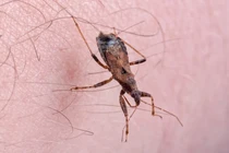 Top 8 động vật nguy hiểm nhất hành tinh, Việt Nam xuất hiện 2 loài 