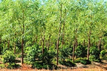 Cây 'vàng xanh' quý hiếm bậc nhất thế giới, Việt Nam trồng hàng loạt