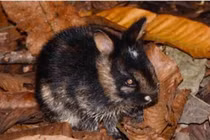 Việt Nam phát hiện loài thỏ hiếm chưa từng thấy trên thế giới