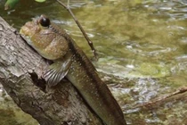 Tận mục 'báu vật trời ban' ở Việt Nam, thế giới không nơi nào có