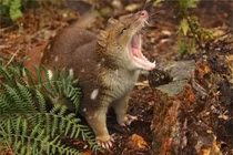 'Quái vật’ tưởng tuyệt chủng 1 thế kỷ bất ngờ 'hồi sinh' kỳ diệu 