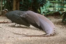 Loài chim được ví "báu vật của Trường Sơn", thế giới chỉ 2 nơi có