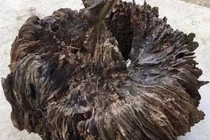 Thấy 'tổ chim' mục nát định đem đốt, nào ngờ là 'báu vật' Trời ban 