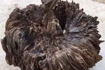 Thấy 'tổ chim' mục nát định đem đốt, nào ngờ là 'báu vật' Trời ban 