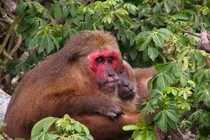 Ngắm khỉ mặt đỏ được thả về tự nhiên ở Nghệ An: Loài cực hiếm