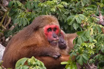 Ngắm khỉ mặt đỏ được thả về tự nhiên ở Nghệ An: Loài cực hiếm