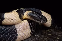 4 loài rắn độc nhất quả đất, số 1 xuất hiện nhiều ở Việt Nam