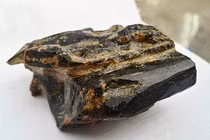 Bán hớ khúc gỗ 'quý như vàng' ở Việt Nam, nông dân tiếc 'ngất người'