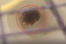 Nghe tiếng ọc ọc từ bồn cầu, bủn rủn thấy 'quái thú' trồi lên 