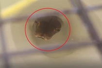 Nghe tiếng ọc ọc từ bồn cầu, bủn rủn thấy 'quái thú' trồi lên 