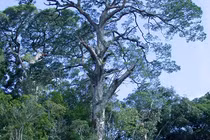 Loài cây "bất tử" cùng thời với khủng long, duy nhất Việt Nam có