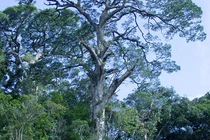 Loài cây "bất tử" cùng thời với khủng long, duy nhất Việt Nam có