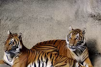 Tận mục loài hổ quý hiếm nhất hành tinh, Việt Nam tự hào sở hữu