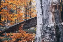 Tận mục loài cây cứng hơn thép, 'chấp' cả súng đạn