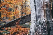 Tận mục loài cây cứng hơn thép, 'chấp' cả súng đạn