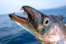 Loài cá cực 'kiên cường', 'tự sát' ngay sau khi bị bắt