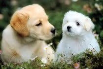 Tháng 10 Âm: 3 tuổi đỏ vận yêu đương, 2 tuổi dễ thất tình