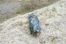 Câu được khúc gỗ mục, ai ngờ đổi đời giàu có sau 1 đêm