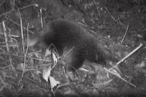 Loài thú tuyệt tích 60 năm, bất ngờ lộ diện ở nơi không ngờ tới