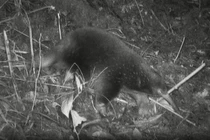 Loài thú tuyệt tích 60 năm, bất ngờ lộ diện ở nơi không ngờ tới