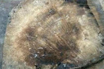 Mang thớt cũ đi thẩm định, thanh niên đổi đời trong phút mốt 